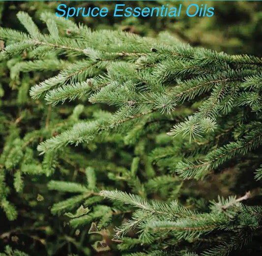 Engelmann Spruce Essential Oils 10ml