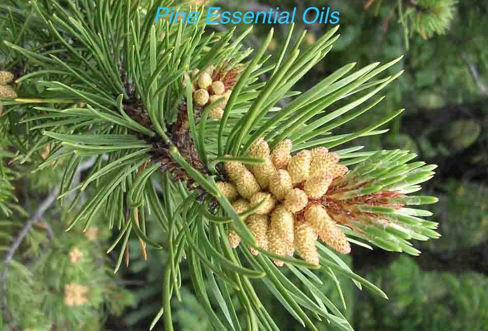 White Pine Essential Oils 10ml