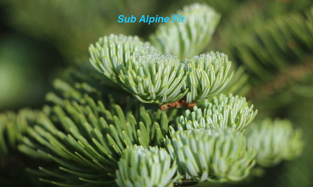 Sub Alpine Fir Essential Oils 10ml