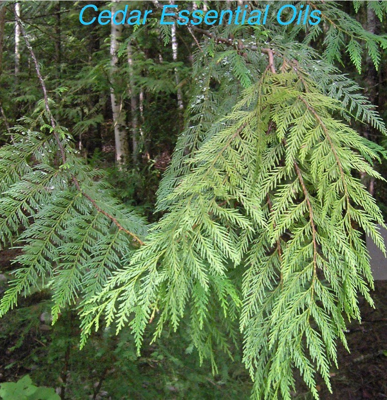 Western Red Cedar Essential Oils 10ml